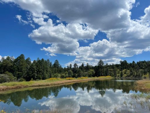 Lago rodeado de árboles, cielo nublado y reflejos en el agua tranquila.